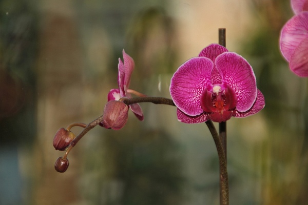 Phalaenopsis   084.jpg